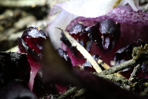 Image of Rhizanthella gardneri by (c) Hugo Innes, some rights reserved (CC BY)