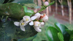 Citrus × aurantiifolia