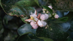 Citrus × aurantiifolia