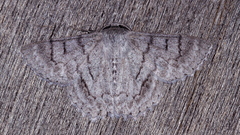 Crypsiphona tasmanica