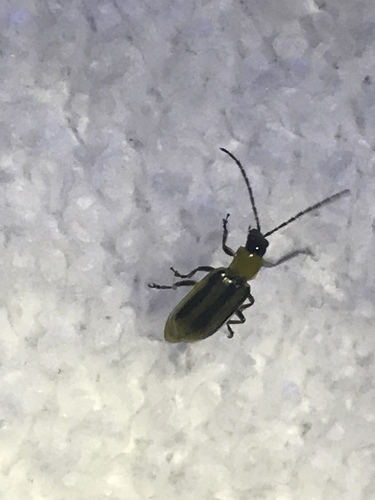 Western Corn Rootworm photo 4