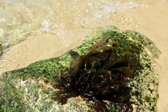 Mazzaella laminarioides