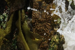 Mazzaella laminarioides