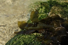 Mazzaella laminarioides