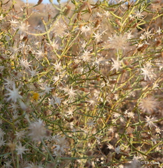 Leucosyris carnosa