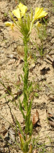 Image of Oenothera heterophylla by (c) saltyhiker, some rights reserved (CC BY)