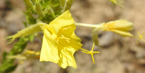 Image of Oenothera heterophylla by (c) saltyhiker, some rights reserved (CC BY)