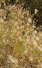 Leucosyris carnosa