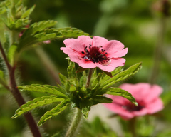 Potentilla nepalensis