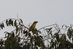Malaconotus blanchoti