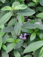 Hygrophila pogonocalyx