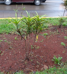 Codiaeum variegatum pictum