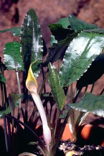 Beckett's water trumpet (Cryptocoryne beckettii)