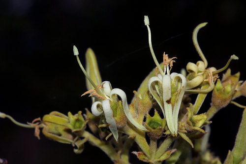 Vangueriopsis lanciflora image