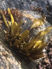 Mazzaella laminarioides