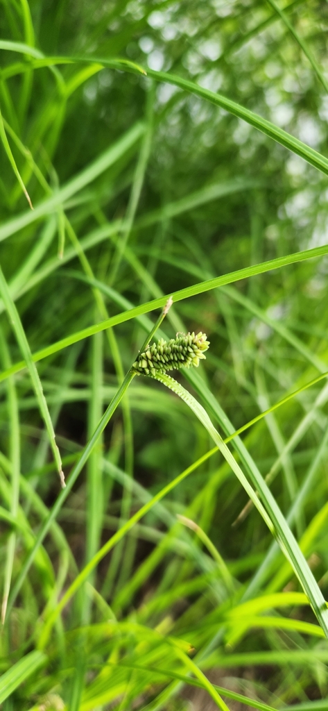 smooth black sedge from Whiting, WI, USA on June 15, 2023 at 10:50 AM ...