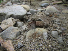 Megisba malaya sikkima