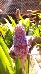 Aechmea cylindrata
