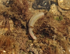 Nereididae