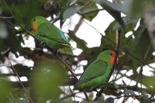 Red-headed Lovebird