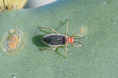 Hesperolabops gelastops