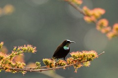 Chalcomitra rubescens