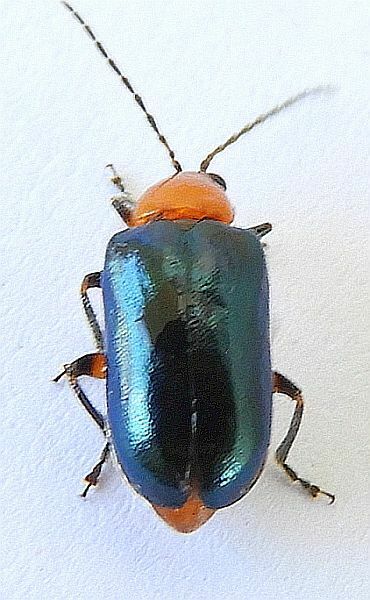 Scelida nigricornis