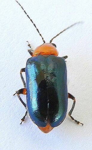 Scelida nigricornis