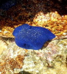 Phymactis papillosa