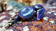 Petrolisthes violaceus