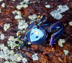 Petrolisthes violaceus