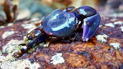 Petrolisthes violaceus