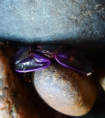 Petrolisthes violaceus