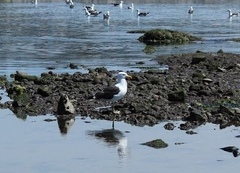 Larus dominicanus