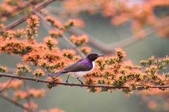 Anthreptes longuemarei