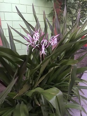 Encyclia adenocaula