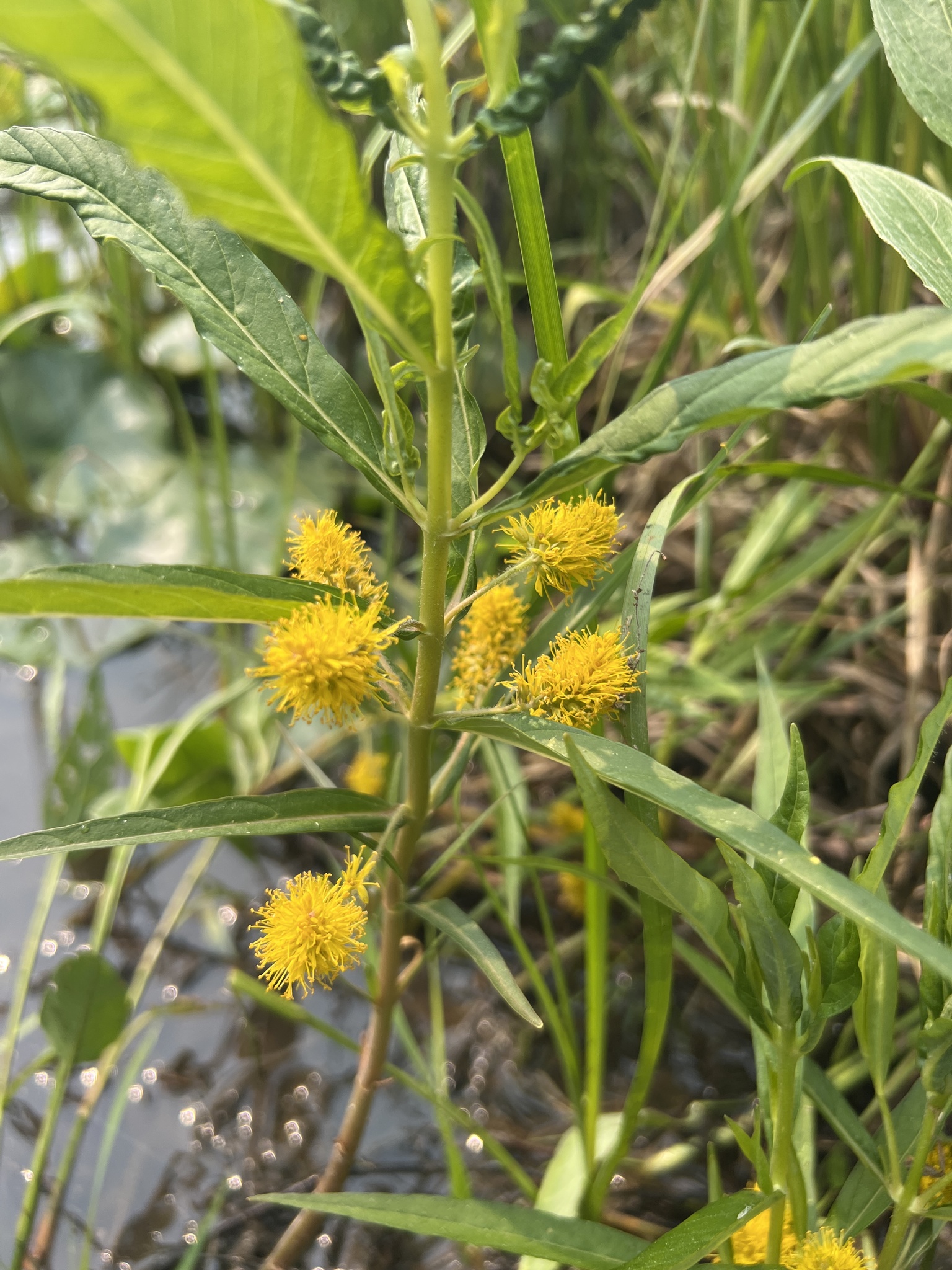 Lysimachia thyrsiflora