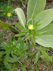 Norwegian Cinquefoil (Potentilla norvegica)