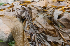 Macrocystis pyrifera