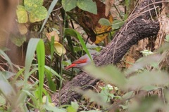 Pytilia phoenicoptera