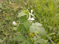 Cleome rutidosperma image