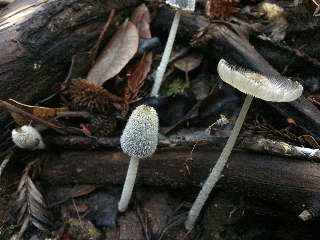 hare&#39;s foot inkcap (Coprinopsis lagopus)
