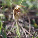 Pterostylis hamiltonii - Photo (c) Hugo Innes,  זכויות יוצרים חלקיות (CC BY), הועלה על ידי Hugo Innes