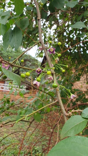 Image of Vassobia breviflora by (c) Matías, some rights reserved (CC BY)