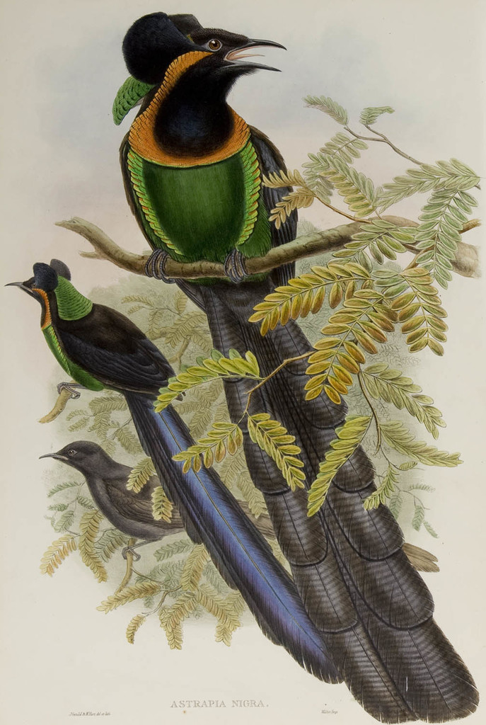 Arfak Astrapia