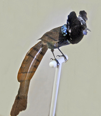Arfak Astrapia photo 2