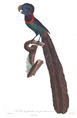 Arfak Astrapia photo 3