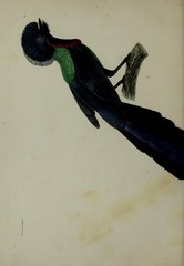 Arfak Astrapia photo 4