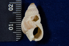 Nassarius perpinguis