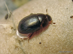 Dactylosternum abdominale